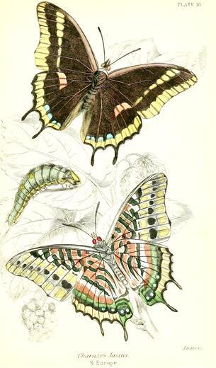 Thumbnail for original image