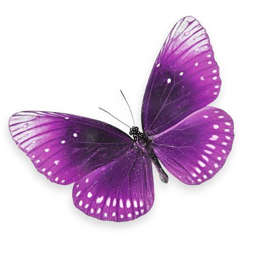 Thumbnail for original image