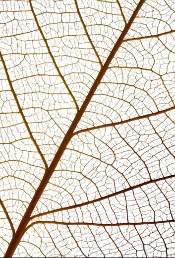 Thumbnail for original image