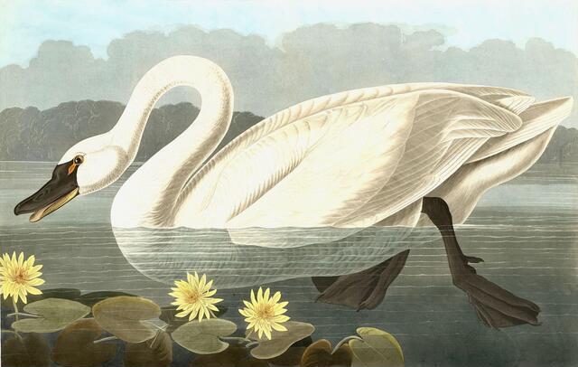 Thumbnail for original image