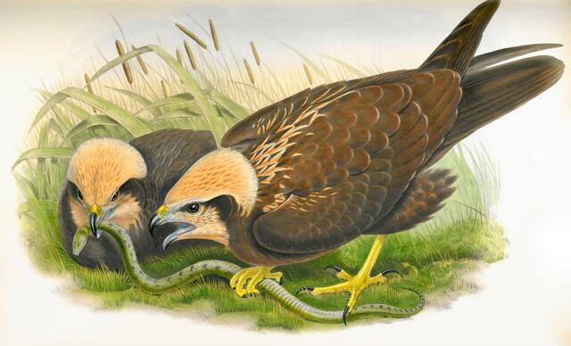 Thumbnail for original image