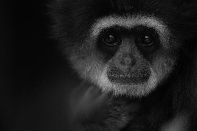 Thumbnail for original image