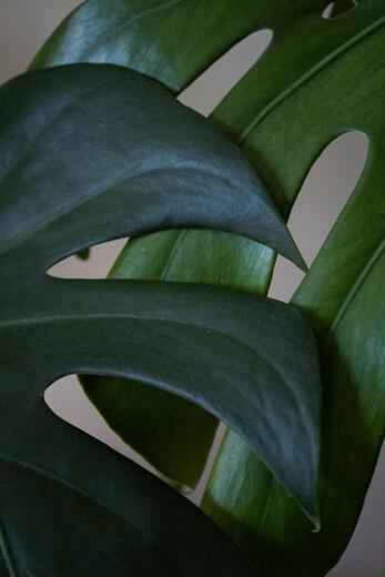 Thumbnail for original image