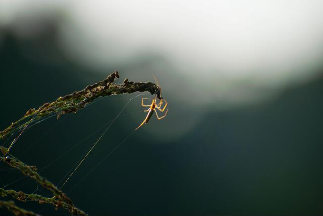 Thumbnail for original image