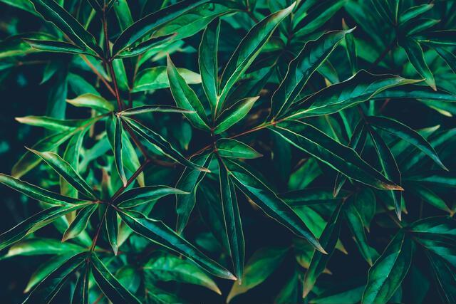 Thumbnail for original image