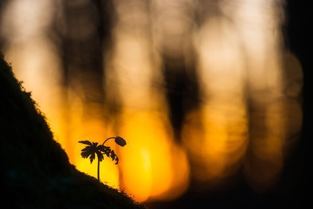 Thumbnail for original image