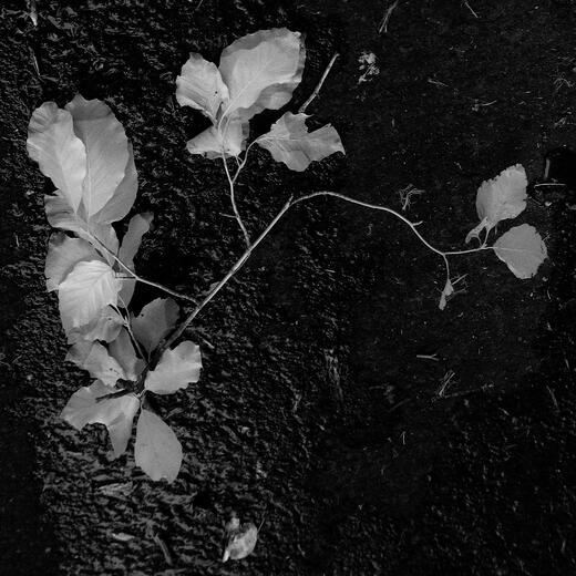 Thumbnail for original image