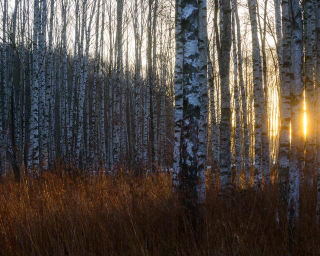 Thumbnail for original image